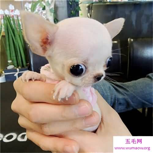 世界上最小的狗仅有拳头大小多数人喜欢小狗 五毛网