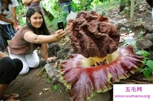 尸臭花长什么样 美国培植尸臭花三年开一次