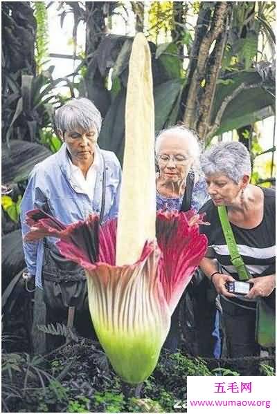 尸臭花长什么样 美国培植尸臭花三年开一次