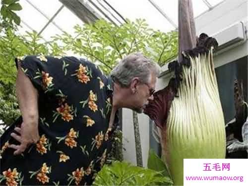 尸臭花长什么样 美国培植尸臭花三年开一次