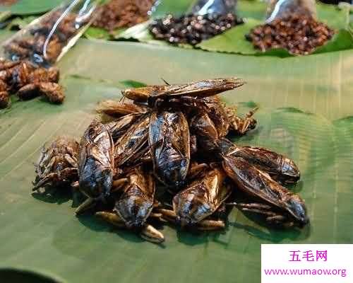 田鳖可以食用吗 原来它生活在浅水是因为这个