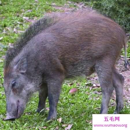 今天来带大家去了解一下野猪肉怎么做好吃