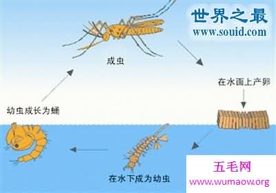 蚊子的寿命有多长？一般只有3-7天