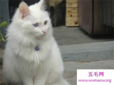 看到别人吸猫你嫉妒了吗 那么波斯猫图片了解一下