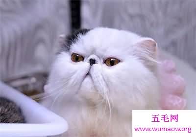 看到别人吸猫你嫉妒了吗 那么波斯猫图片了解一下