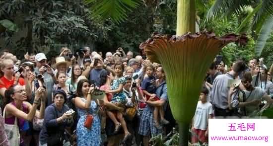 世界上能捕杀大型动物的植物，植物也能称王