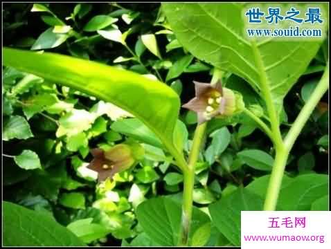 世界上最美最毒的花，食人花(吞噬10条生命开花1次)