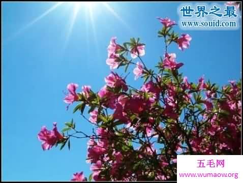 世界上最美最毒的花，食人花(吞噬10条生命开花1次)