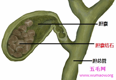 人类身体最没用的十大器官，男人乳头都是多余的