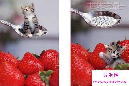 世界上最小的猫，比可乐罐还小(组图)