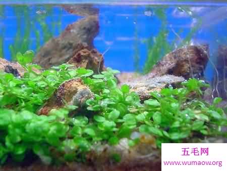 世界上最小的水族馆