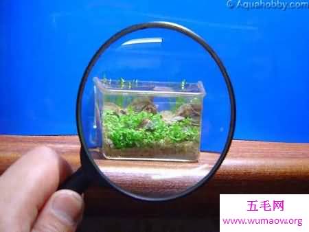 世界上最小的水族馆