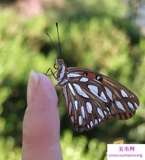 活在指尖上最小最可爱的生物(图)