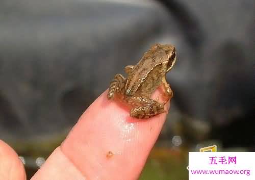 活在指尖上最小最可爱的生物(图)