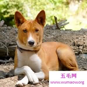 犬类智商排名倒数榜，你们常说的二哈居然不上榜？