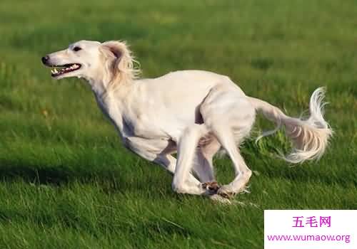 捷克狼犬居然是世界上最贵的狗