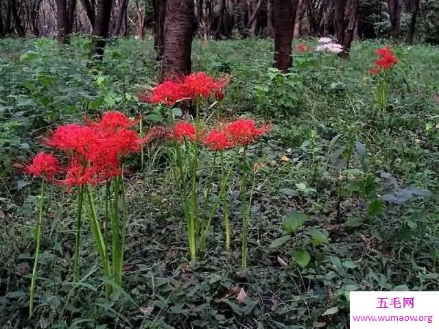 曼珠沙华图片美如画，花语更是奇妙