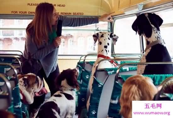 世界首辆狗狗观光巴士，英国K9号(带爱犬去旅游)