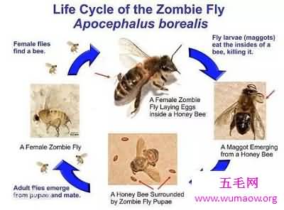 动物界最恐怖僵尸现象——如行尸走肉的“僵尸蜜蜂”