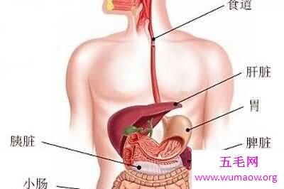 你知道你的肝在哪吗 快来看看最具体肝的位置图