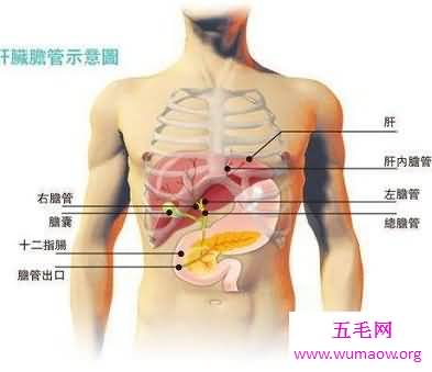 你知道你的肝在哪吗 快来看看最具体肝的位置图