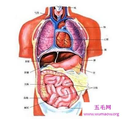 你知道你的肝在哪吗 快来看看最具体肝的位置图