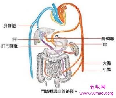 你知道你的肝在哪吗 快来看看最具体肝的位置图