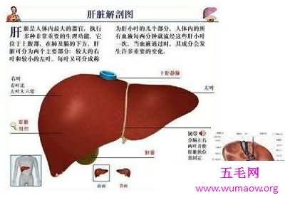 你知道你的肝在哪吗 快来看看最具体肝的位置图