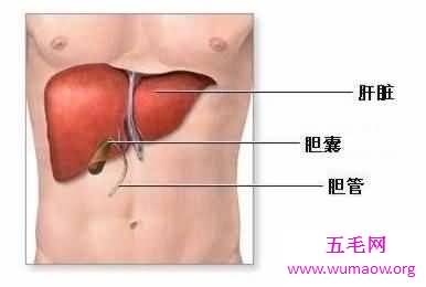 你知道你的肝在哪吗 快来看看最具体肝的位置图