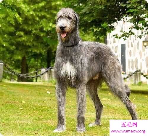 最高大的巨犬——爱尔兰猎狼犬