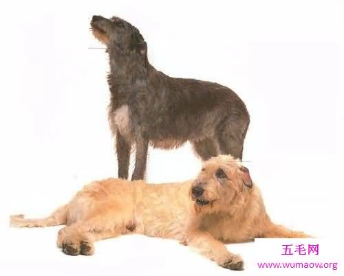 最高大的巨犬——爱尔兰猎狼犬