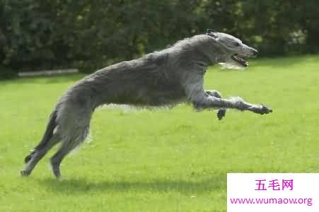 最高大的巨犬——爱尔兰猎狼犬