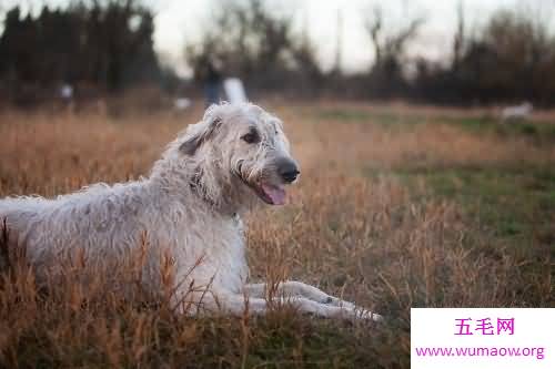 最高大的巨犬——爱尔兰猎狼犬