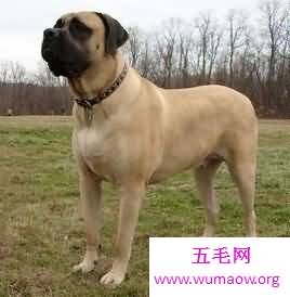 盘点世界大型犬排名