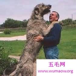 盘点世界大型犬排名