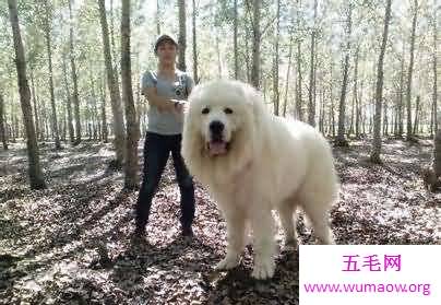 盘点世界大型犬排名