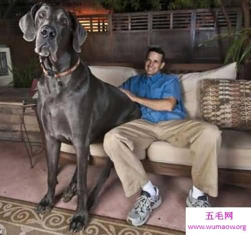 盘点世界大型犬排名