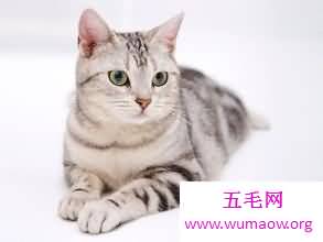 吸猫不能停！来看最全猫的品种大盘点