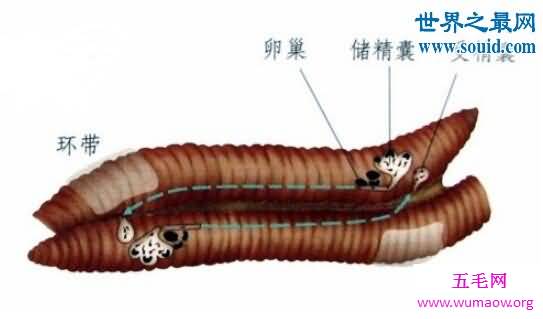 十个雌雄同体的动物，蚯蚓原来是这样交配的(奇葩)