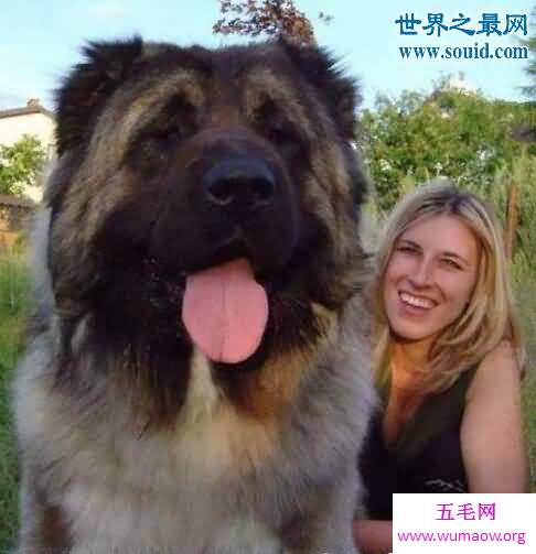 世界最凶猛的猎犬排行，猛犬霸主(中国藏獒)