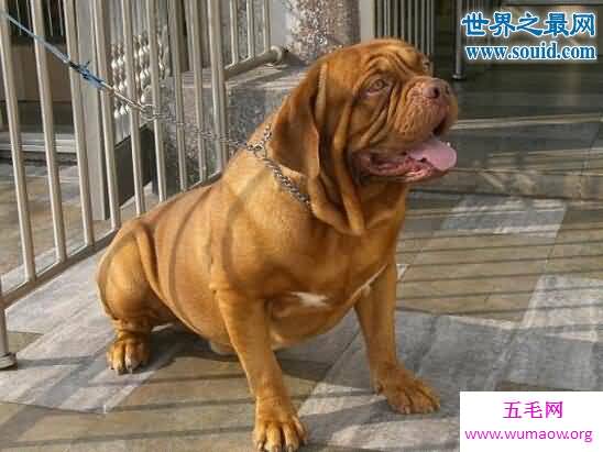 世界最凶猛的猎犬排行，猛犬霸主(中国藏獒)