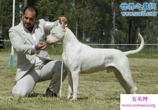 世界最凶猛的猎犬排行，猛犬霸主(中国藏獒)