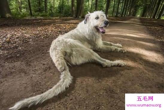 世界上尾巴最长的狗狗，爱尔兰猎狼犬(长达76厘米)