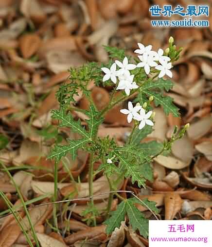 世界十大危险植物，坏女人花会渗出腐蚀性液体