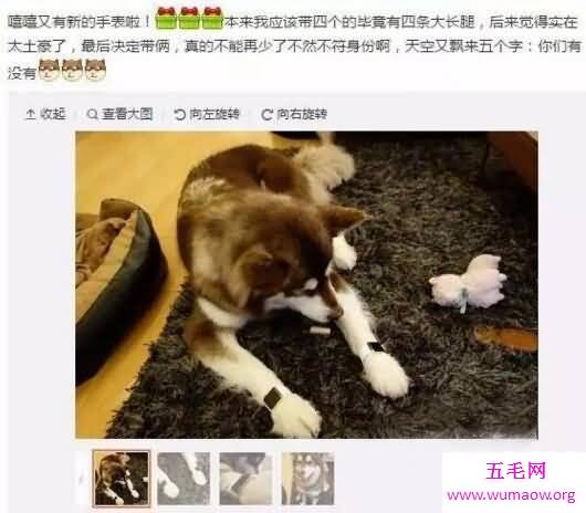 世界上最土豪的狗，王思聪的爱犬坐私人飞机出行