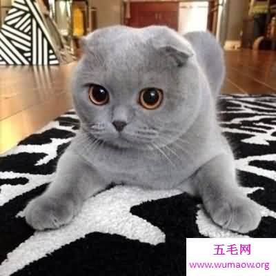 世界猫种千千万，猫的品种各不同，你属意那种？