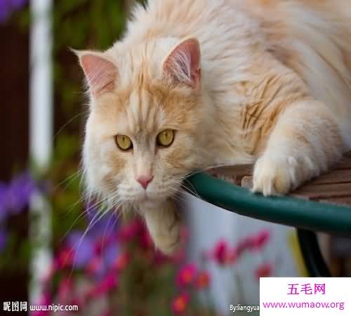 世界猫种千千万，猫的品种各不同，你属意那种？