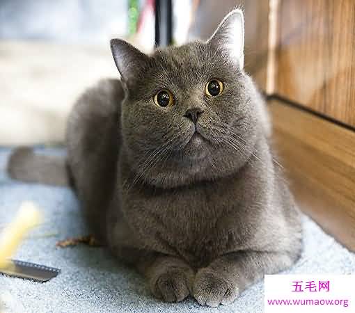 世界猫种千千万，猫的品种各不同，你属意那种？