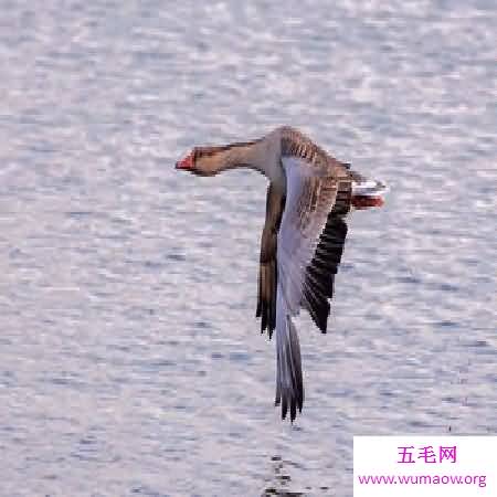  《鸿雁》歌词中的奥秘