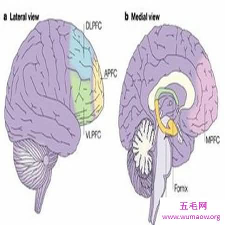  脑供血不足的那些事